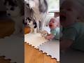 【尊い】調子に乗ったハスキー子犬、母の一喝で即反省🥲👶🐺【PRECIOUS】An Overconfident Husky Puppy Gets Instantly Scolded by Mom