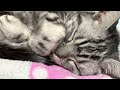 【寝落ち用】喉をゴロゴロ鳴らす猫 100分間耐久 【睡眠導入】