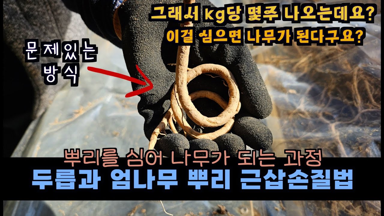 엄나무뿌리 두릅뿌리 종근 손질하는 방법