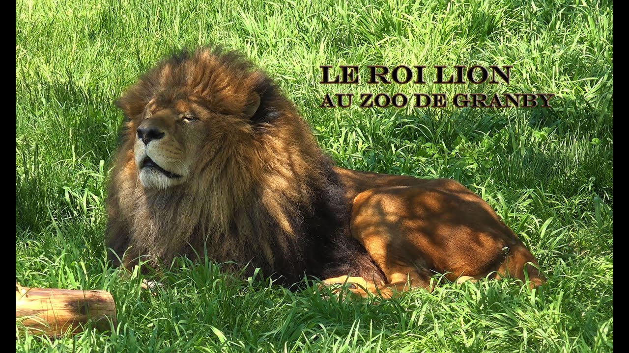 ZOO DE GRANBY, À VOIR, EN 4K