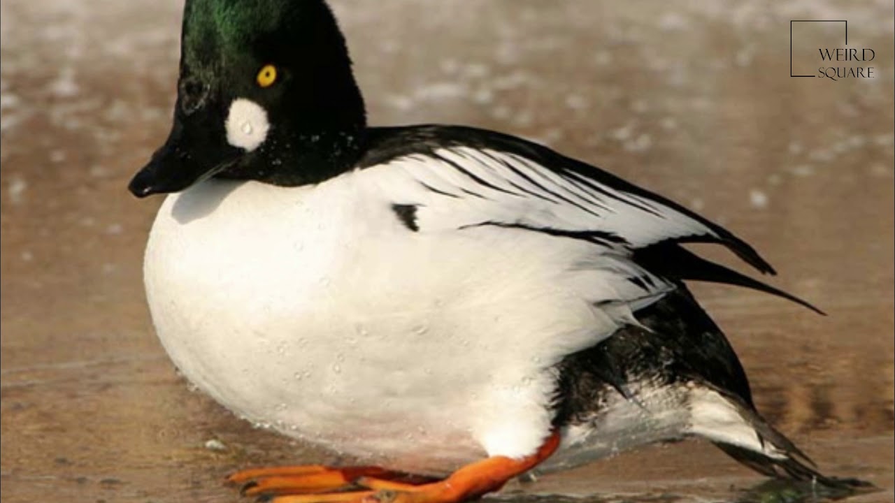 Goldeneye Duck Facts