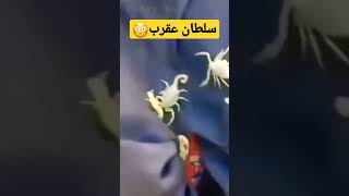 مرد عقربی،رجل العقرب,Scorpio man#shorts