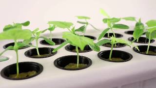 Best Hydroponic System | Supercloner 14 | Clone and Germinate