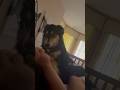 Shake training #bordercollie #dogshorts #puppy #funny #dog #cute #pets #dogtraining #fyp #pet
