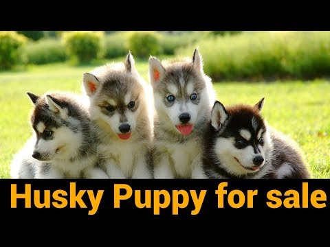 Siberian Husky Puppy For Heavy Bone Blue Eyes Siberian Husky Puppy For Heavy