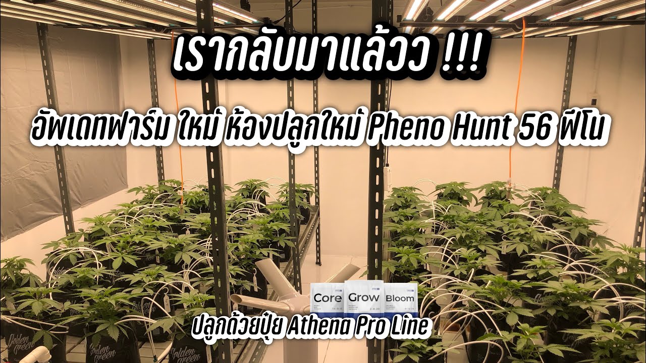เรากลับมาแล้ว อัพเดทฟาร์มใหม่ห้องปลูกใหม่ Pheno Hunt 56 ฟีโน ปลูกด้วยปุ๋ย Athena Pro Line