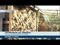 На Чернігівщині селяни запасаються дровами