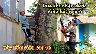 Vua Khỉ Nhận Được Điều Bất Ngờ Khi Cưa Xong Nhánh Cây Dầu Siêu Cao To