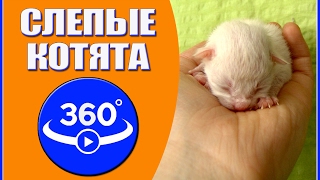 Слепые котята. Видео 360 градусов.