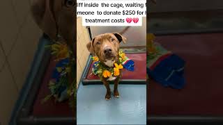 Help rescue starving stray animals today, donate generously now please, link in bio for donations.