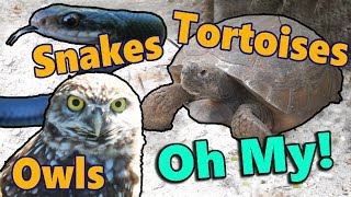 Meet the Gopher Tortoise!