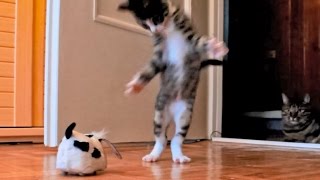 kitten versus robotic dog adult cat