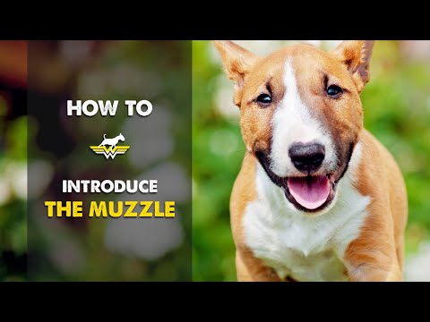 Dog training-How to introduce the muzzle !