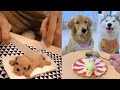 Funniest Animals | Funny Dog And Cat | Funny Animals Video #17