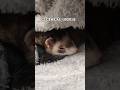 FERRET CORE #funny #shorts