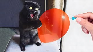 Funny Pets Videos 2024 🤣 - Funny Cats and Dogs Compilation 🐱🐶