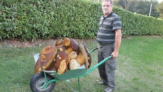 Big boletus in forest! Porcini growing in forest, Free food from forest.