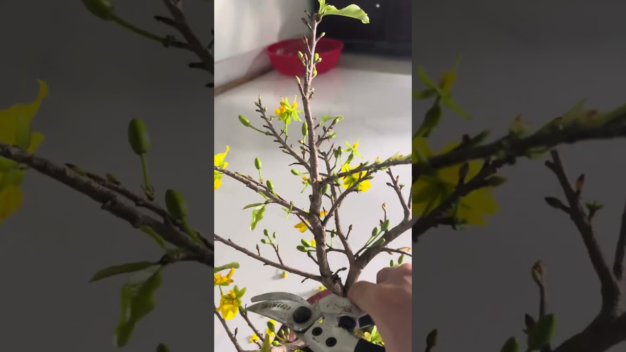 Cắt tỉa hoa mai sau tết