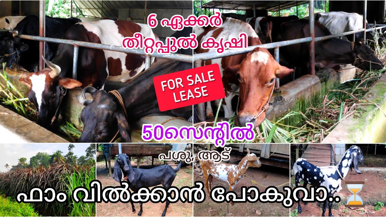 നല്ലയിനം കറവപ്പശുക്കളെയും ആടുകളെയും വാങ്ങാം|| cow and Goat sale in Kerala