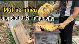 Xử lý ong đóng 2 lớp,chia sẻ kỹ thuật nuôi ong