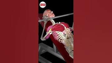 Incline bench press #InclineBenchPress #MuscleandMotion