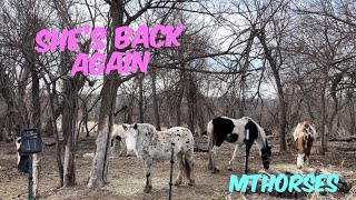 Blu is home | MTHorses