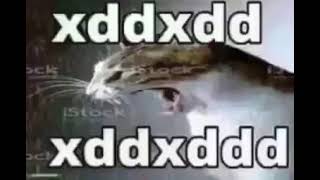 Gato Xdxdxd Meme