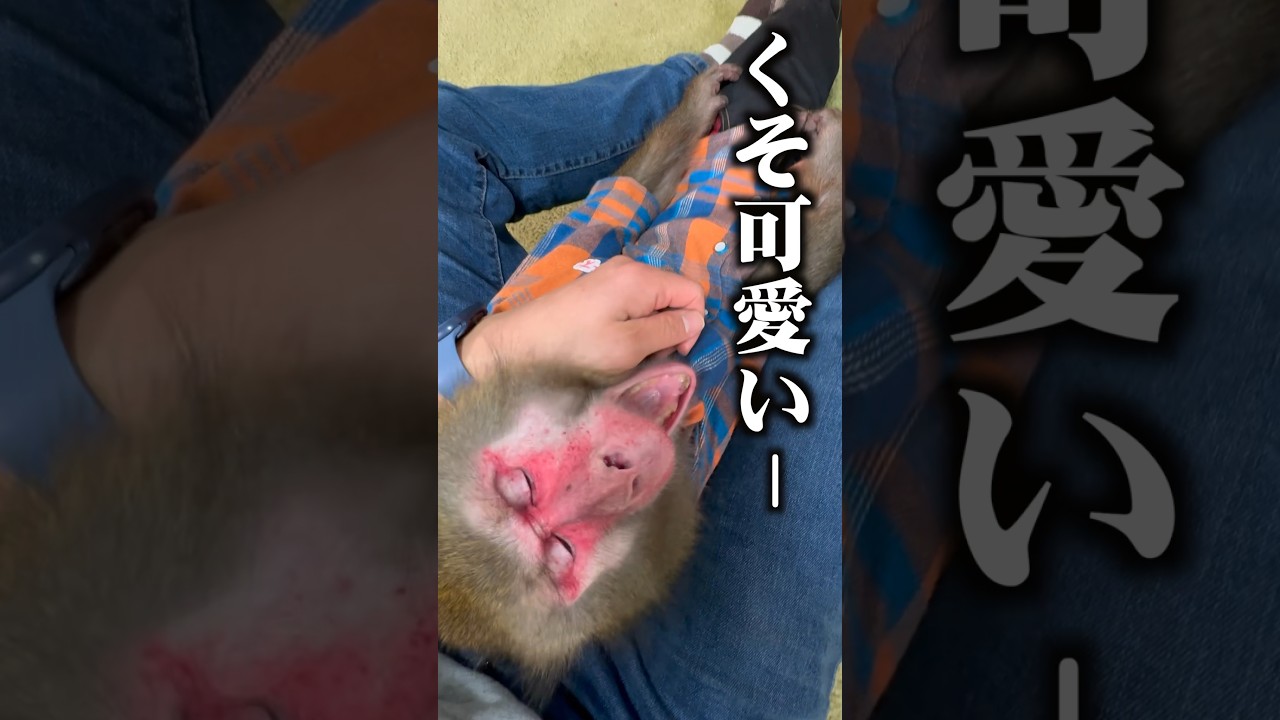 凶暴なニホンザルが甘えてくるところを飼い主目線でどうぞ