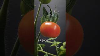 103 Days in 45 seconds - Tomato Timelapse