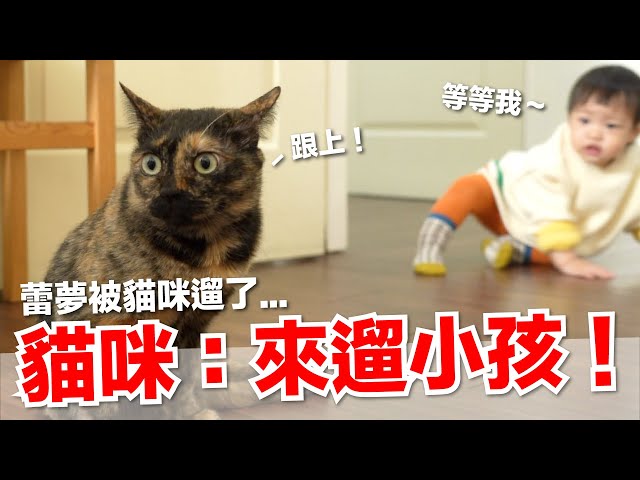 【好味小姐】蕾夢被貓咪遛了？好像是個顧小孩的好方法...｜好味貓日常EP128