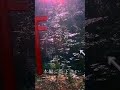 🔯888888【光神龍現る】この奇跡的体験見逃さないで下さい!選ばれたあなたなら見えます