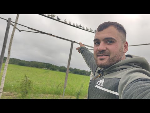 Армянские голуби.разнавидность Гюмри
