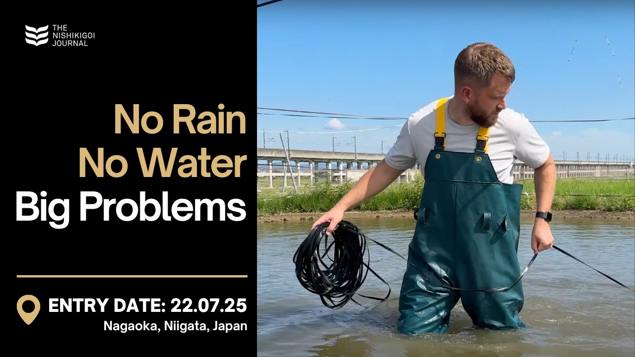 I Witnessed the Real Struggles of Koi Breeding in Japan | T.N.J. | EP#102