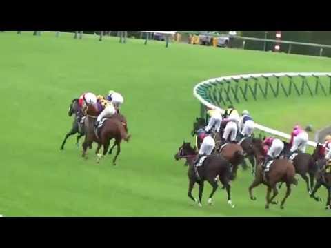 2016 京成杯オータムハンデ ロードクエスト KEISEI CUP AUTUMN HANDICAP Load  Quest