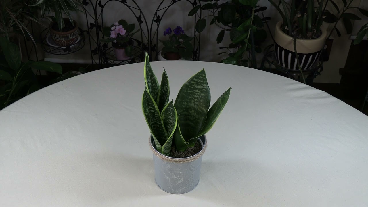 succulents with thorns bud shape Crown of Thorns (Euphorbia milii) – 2