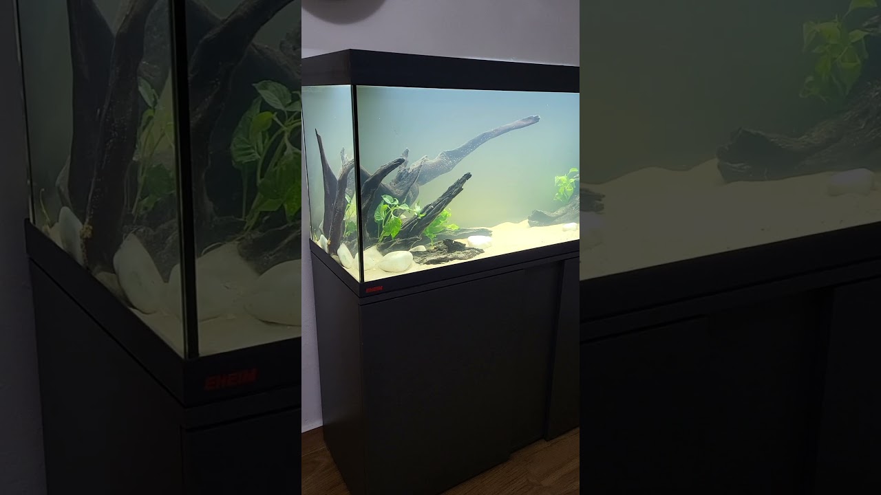 🔴 A Javi Le Apetecía Ver Plantitas En Su Acuario (Acuarios MB) #acuarios #peceras  @CoralFish.es