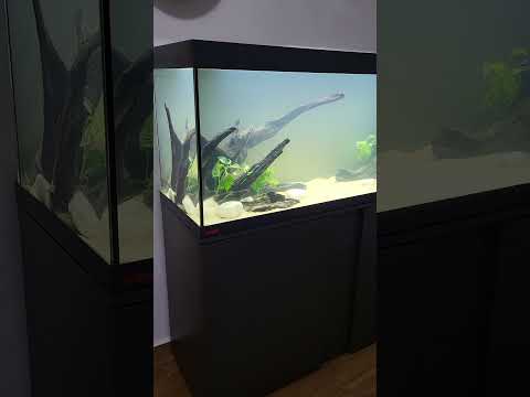 🔴 A Javi Le Apetecía Ver Plantitas En Su Acuario (Acuarios MB) #acuarios #peceras  @CoralFish.es