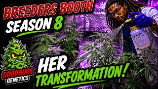 Breeders Booth Season 8 | Watch Her Transform! | Using STS Solution 👨🏾🔬💦