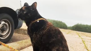 2021/08/08放送【128日目 北海道 厚岸郡浜中町アゼチの岬 早朝 あずにゃんぽ（猫散歩）】北海道全市町村制覇するまで帰れまてん！　猫と車中泊の旅　日本縦断【旅猫あずき～保護猫から旅猫へ～】