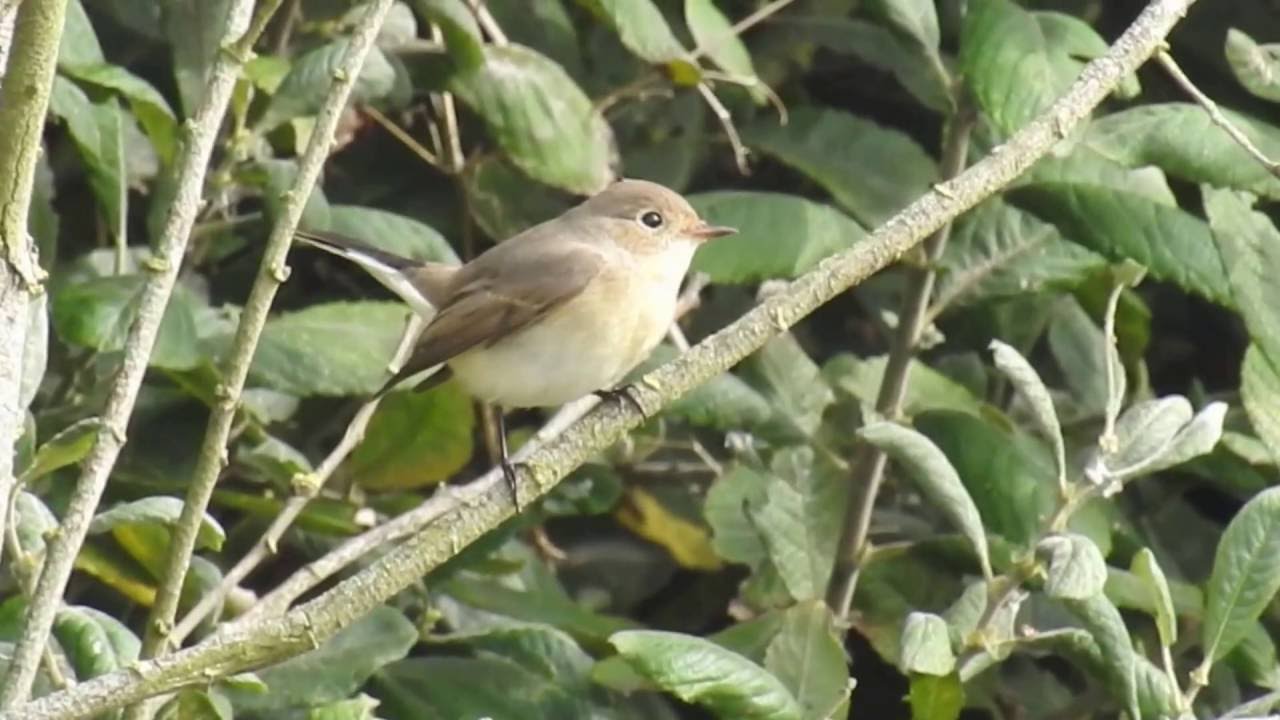 Red-breasted Flycatcher, Salthouse, Norfolk 18/09/2016 