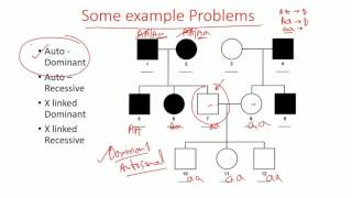 x linked dominant traits