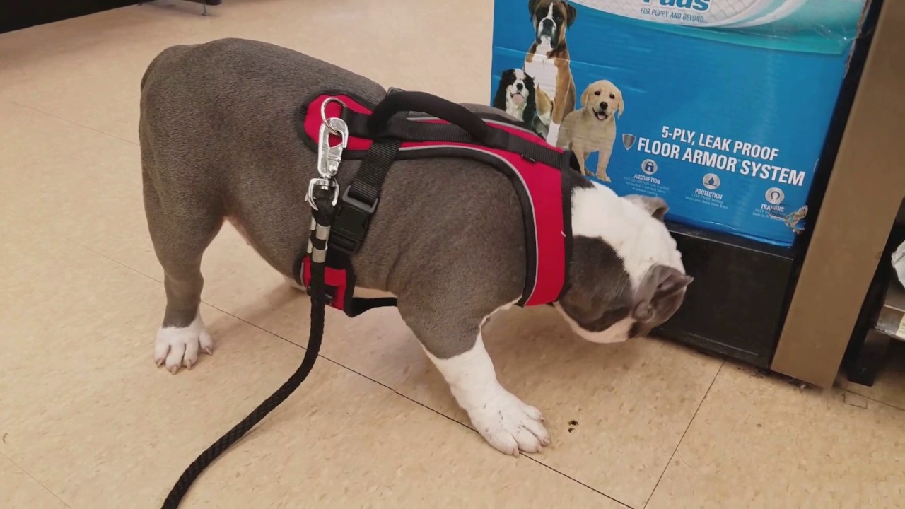 bully max petco