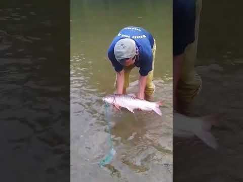 Ikan Kelah Sungai Pergau Kelantan 3kg Ikankelah