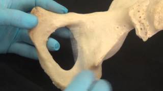◄╣ Anatomy Lab Revision Part - 5 ♦ Sacrum , Hip Bone and Pelvis ╠►