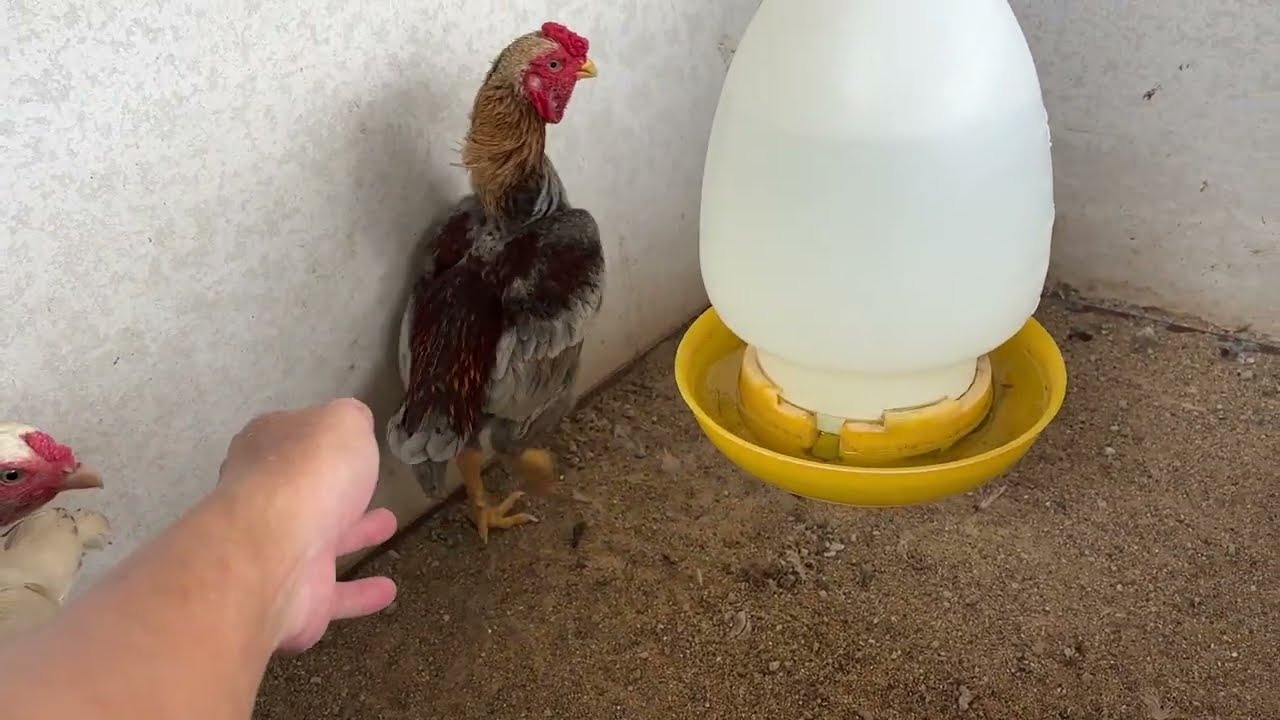 ความแตกต่าง ไก่ชนแคระไทย กับ ไก่ชนแคระญี่ปุ่น #ไก่ชนแคระ #ไก่ชนไทย #ไก่โค๊ะชาโม๊ะ #ไก่ชนญี่ปุ่น