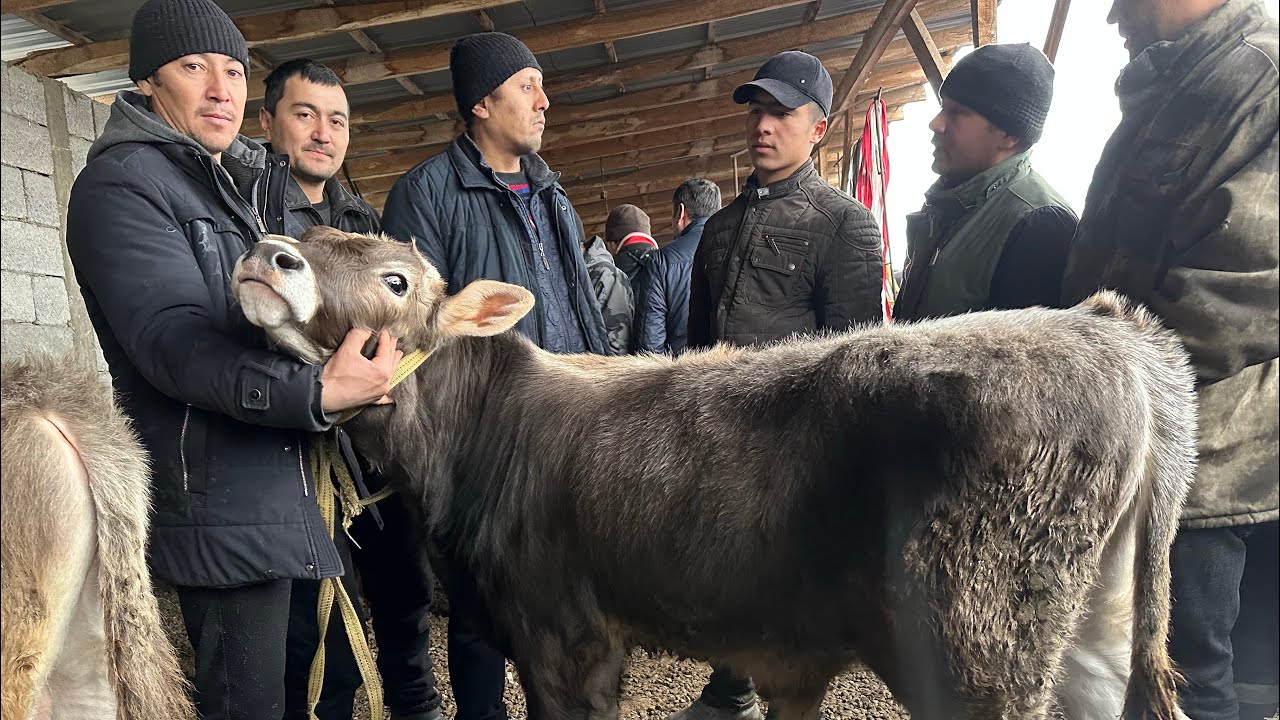 ANDIJON SHAXRIXON XOLDANBEK YOSH NOVVOS NARXLARI NARX🚀🚀🚀🚀🚀🚀