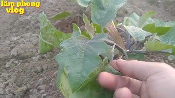 Cách trồng cà tìm và chăm sóc cà tím lớn nhanh, trồng cà tím quả dài siêu sai quả