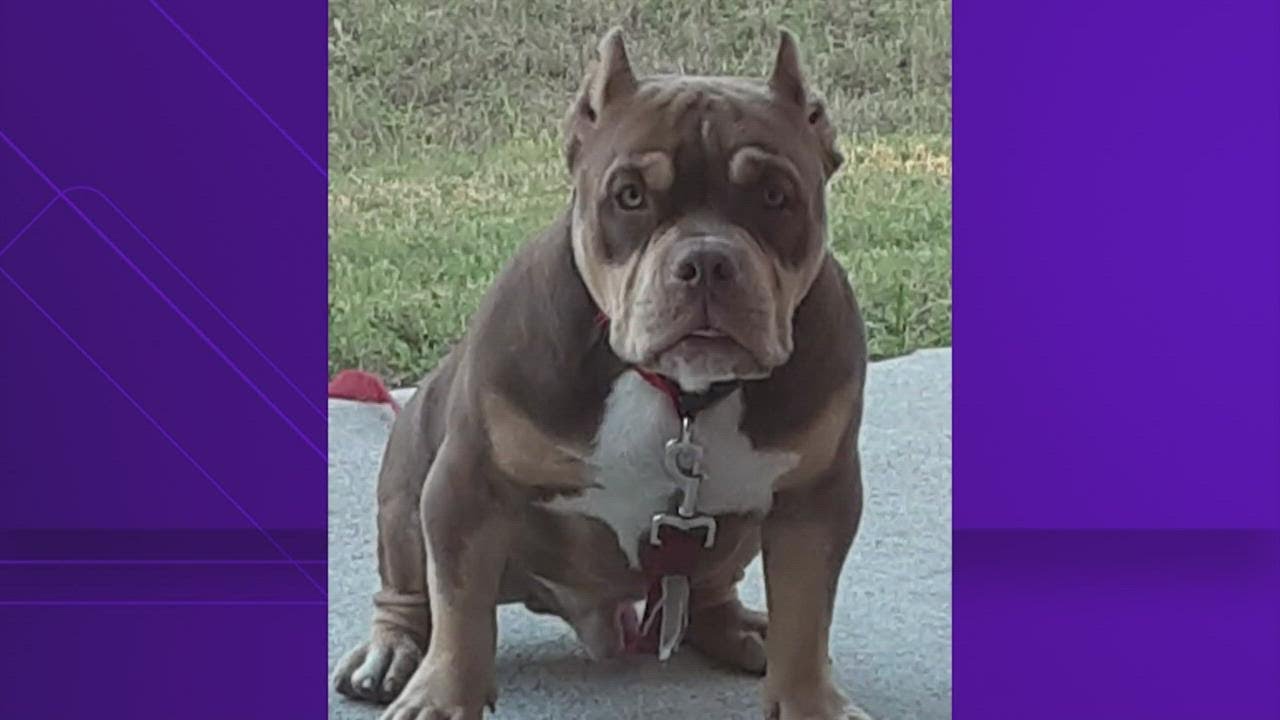 Owner offering $1,500 reward in hope of reconnecting with stolen dog ...