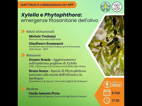 Video: La lavorazione della phytophthora in autunno: la scelta dei farmaci, le istruzioni