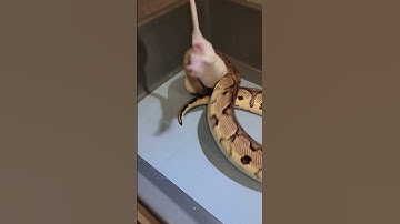 Ball Python Feeding #60